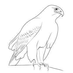 Northern Goshawk 9 Free Coloring Page for Kids