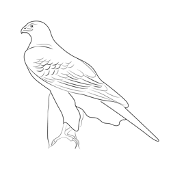 Northern Goshawk Bird Free Coloring Page for Kids