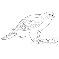Northern Goshawk Free Coloring Page for Kids