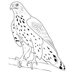 Red Goshawk Free Coloring Page for Kids