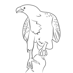Sea Eagle Free Coloring Page for Kids