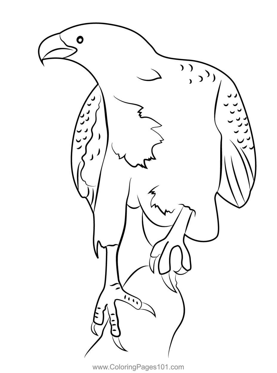 Sea Eagle Coloring Page for Kids Free Hawks and Eagles Printable