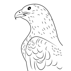 Side View Of Eagle Free Coloring Page for Kids