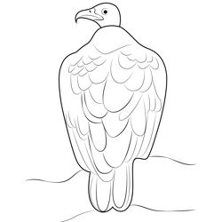 Sitting Vulture Free Coloring Page for Kids