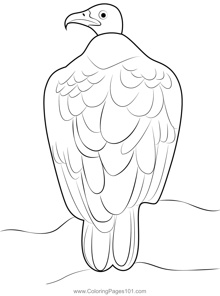 Sitting Vulture