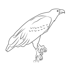 The African Fish Eagle Free Coloring Page for Kids