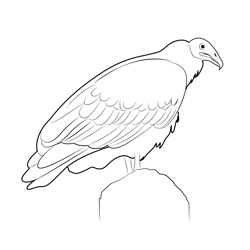 Turkey Vulture Bird Free Coloring Page for Kids