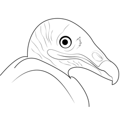 Turkey Vulture Free Coloring Page for Kids