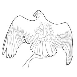 Turley Vulture Sunbathing Free Coloring Page for Kids