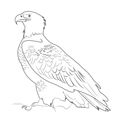 Virginia Bald Eagle Free Coloring Page for Kids