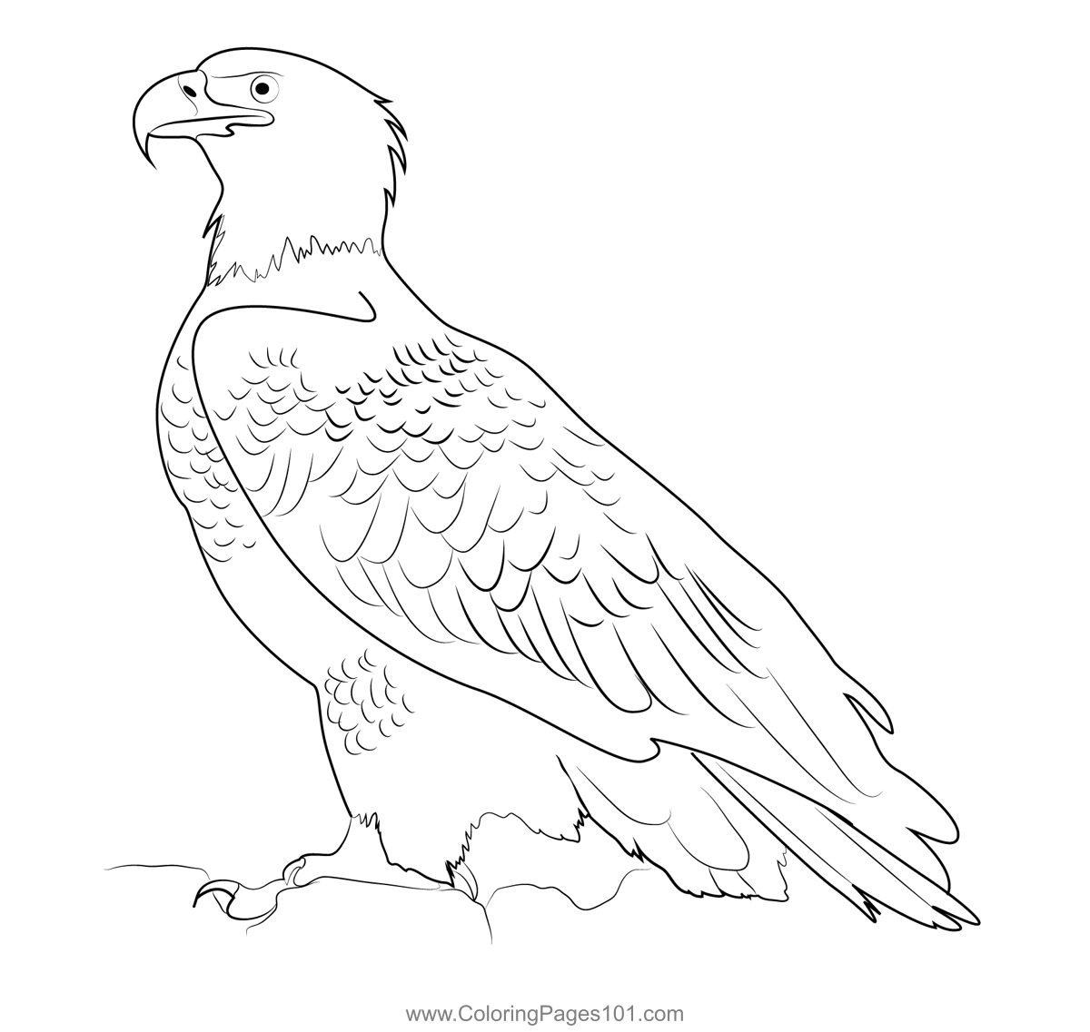 Virginia Bald Eagle Coloring Page for Kids - Free Hawks and Eagles