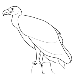 Vulture 1 Free Coloring Page for Kids