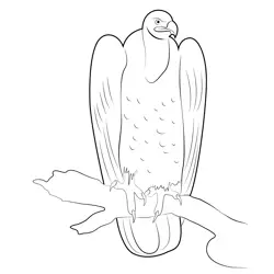 Vulture 2 Free Coloring Page for Kids
