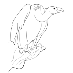 Vulture 3 Free Coloring Page for Kids