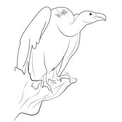 Vulture 3