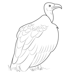 Vulture 4 Free Coloring Page for Kids