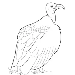 Vulture 4