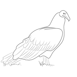 Vulture 5 Free Coloring Page for Kids