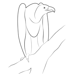 Vulture 6 Free Coloring Page for Kids