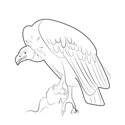 Vulture Bird Free Coloring Page for Kids