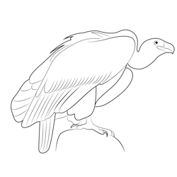 Vulture Free Coloring Page for Kids