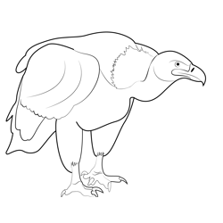 Walking Vulture Free Coloring Page for Kids