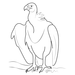 White Backed Vulture Bird Free Coloring Page for Kids