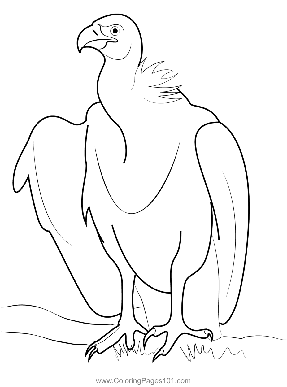 White Backed Vulture Bird
