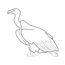 White Backed Vulture Free Coloring Page for Kids