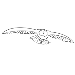 White Head Eagle Free Coloring Page for Kids