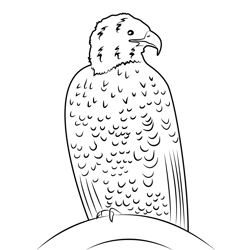 White Tailed Eagle Free Coloring Page for Kids
