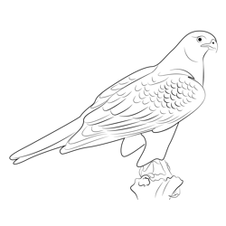 Wild Northern Goshawk Free Coloring Page for Kids