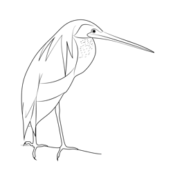 Agami Heron Free Coloring Page for Kids