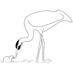 Beautiful Heron Bird With Chick Free Coloring Page for Kids