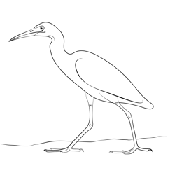 Beautiful Heron Free Coloring Page for Kids