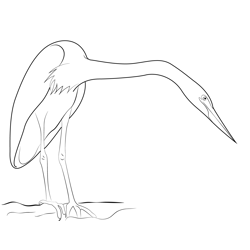 Bhutan White Bellied Heron Free Coloring Page for Kids