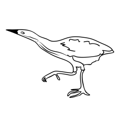Bittern 1 Free Coloring Page for Kids