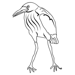 Bittern 2 Free Coloring Page for Kids