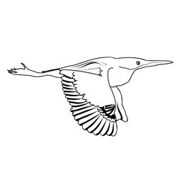 Bittern 3 Free Coloring Page for Kids