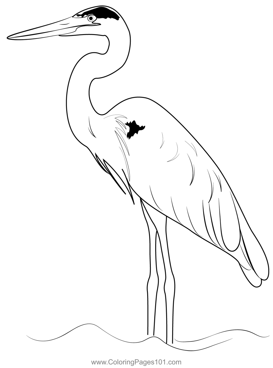 Blue Heron Coloring Page Sketch Coloring Page