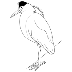 Capped Heron Free Coloring Page for Kids