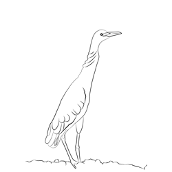 Cattle Egret 1 Free Coloring Page for Kids