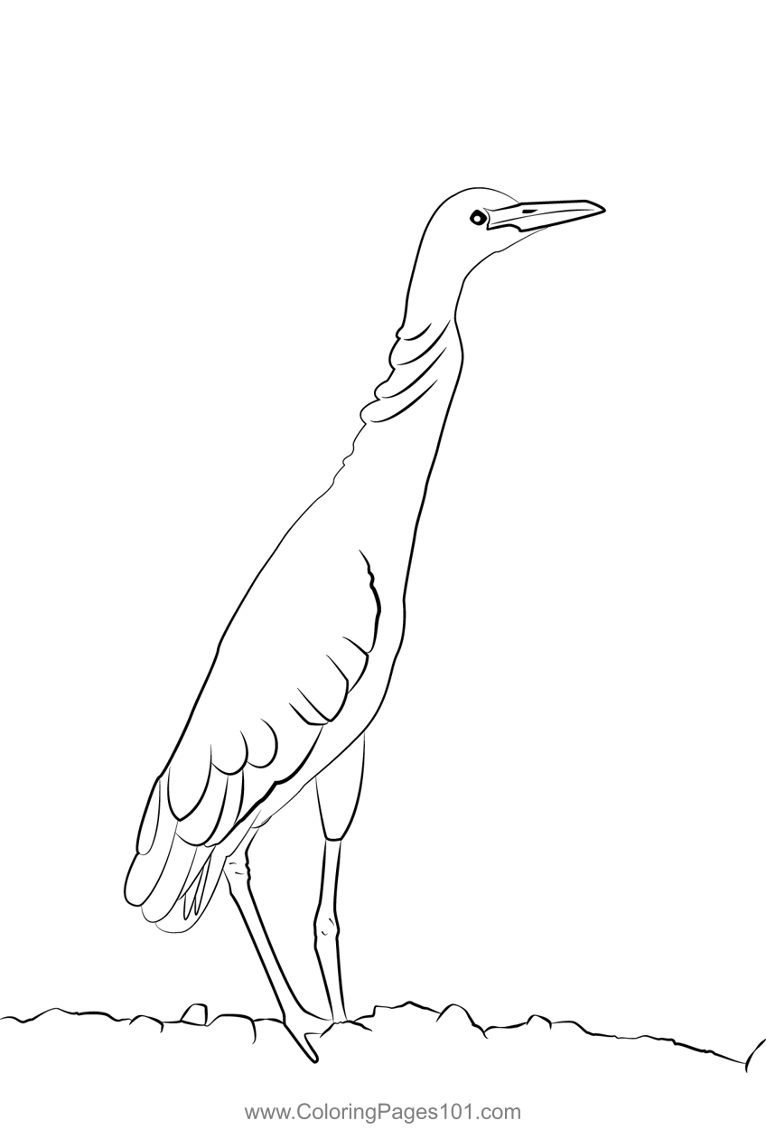 Cattle Egret 1