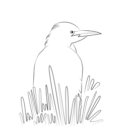 Cattle Egret 10 Free Coloring Page for Kids