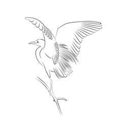 Cattle Egret 11 Free Coloring Page for Kids
