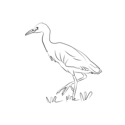 Cattle Egret 12 Free Coloring Page for Kids