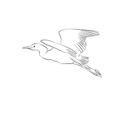 Cattle Egret 13 Free Coloring Page for Kids