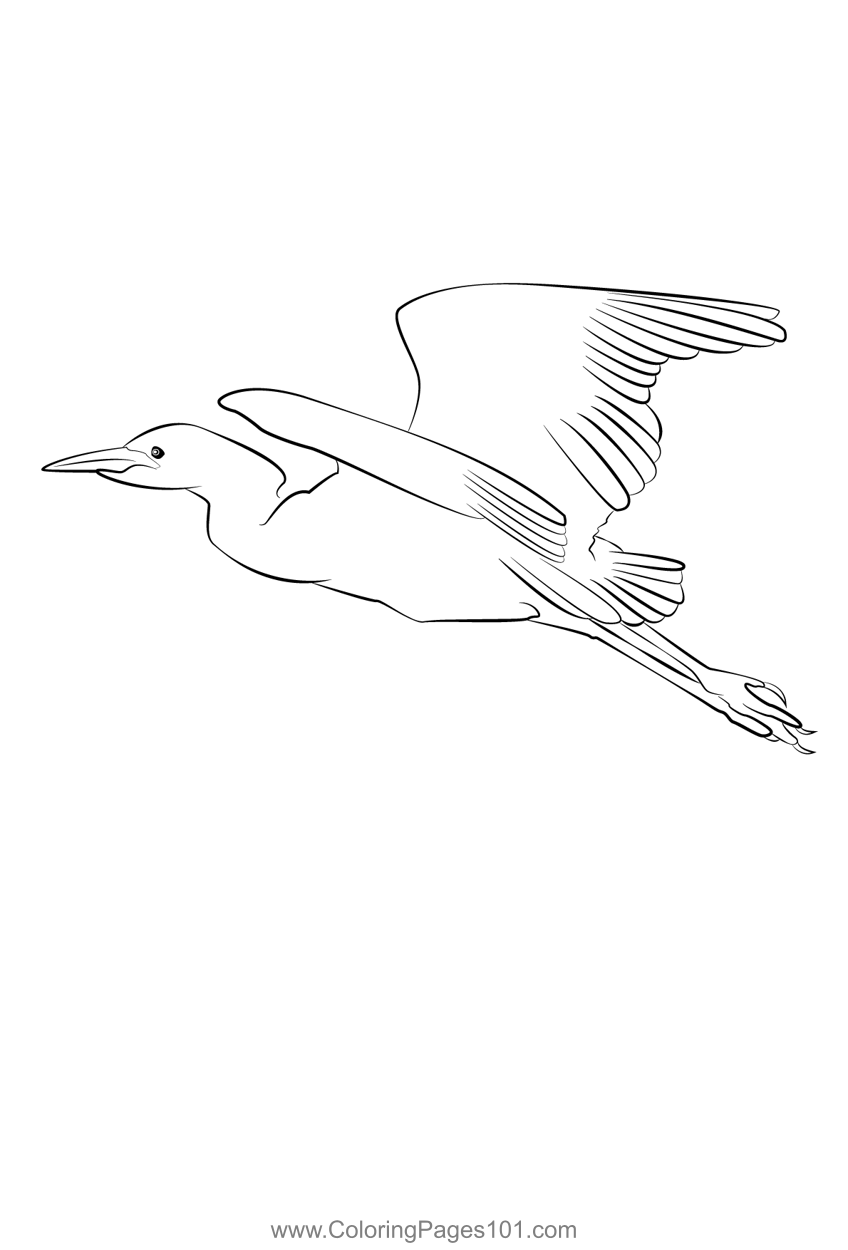 Cattle Egret 13
