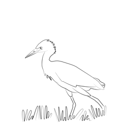 Cattle Egret 14 Free Coloring Page for Kids