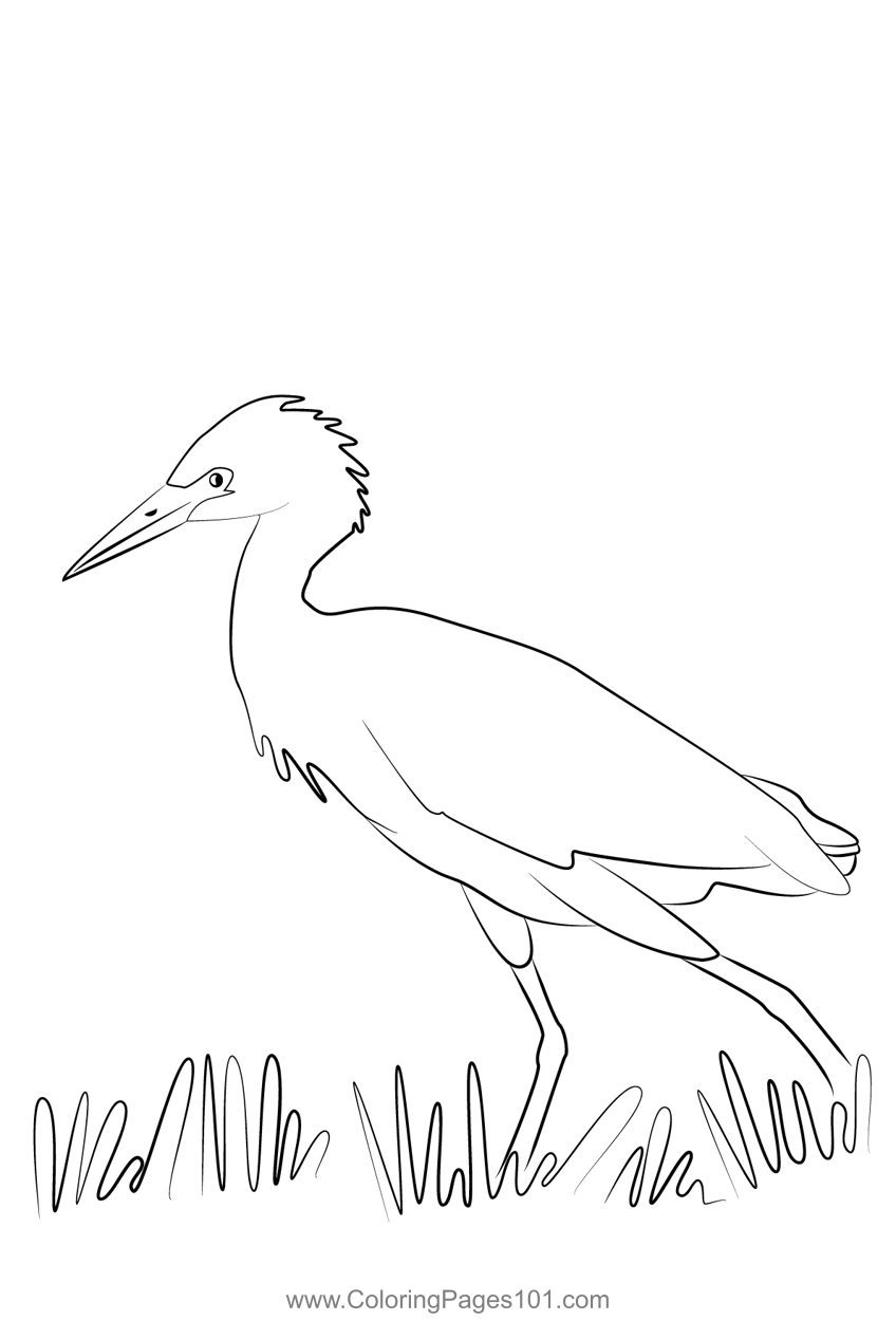 Cattle Egret 14